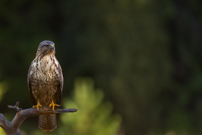 Buzzerd 22