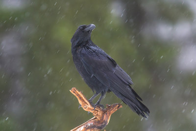 Raven snowing