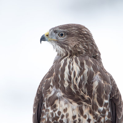 Buzzerd 24