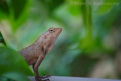 Oriental Garden Lizard