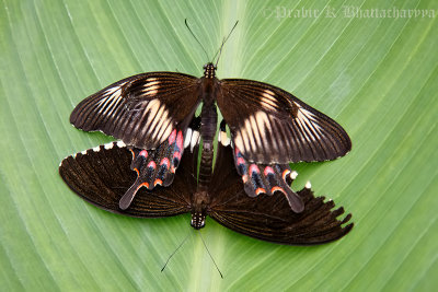 Mating Common Mormon Butterflies