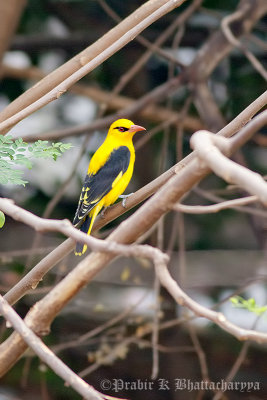 Indian Golden Oriole