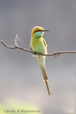 Little Green Bee Eater