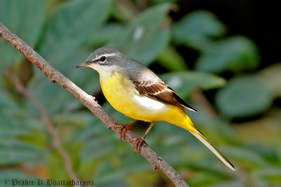 Grey Wagtail