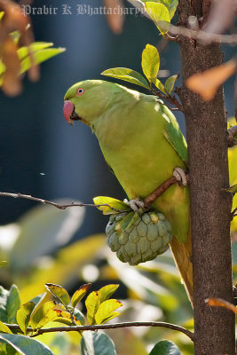 Rose-ringed Parakeet Female