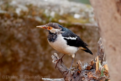 Pied Myna/Asian Pied Starling