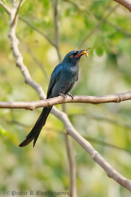 Ashy Drongo