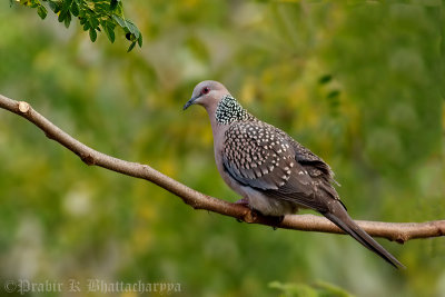 Spotted Dove