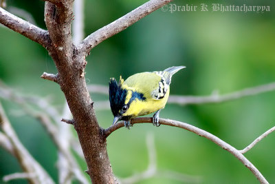  Indian Yellow Tit (Adult)