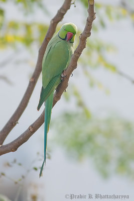 Rose Ringed Parakeet (Male)