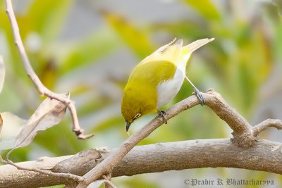 Oriental White-eye