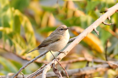 Common Chiffchaff