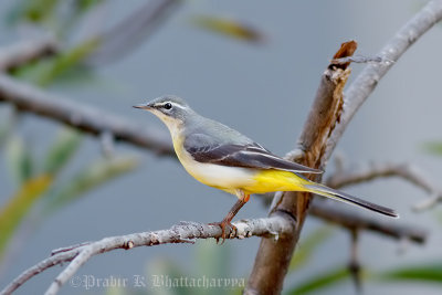 Grey Wagtail