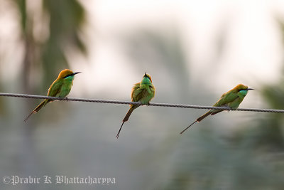 Green Bee-eaters