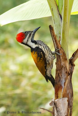 Black-rumped Flameback / Lesser Goldenback