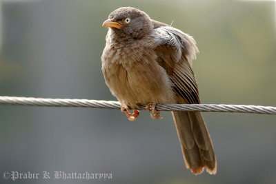 Jungle Babbler