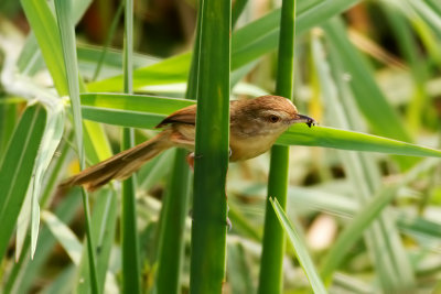 Common Chiffchaff