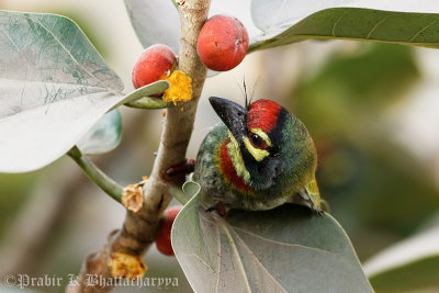 Coppersmith Barbet / Crimson-breasted Barbet