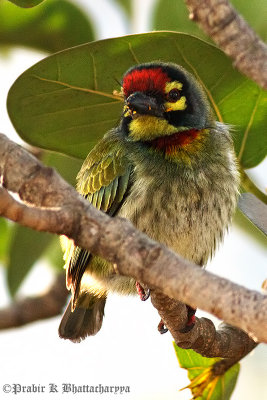 Coppersmith Barbet / Crimson-breasted Barbet