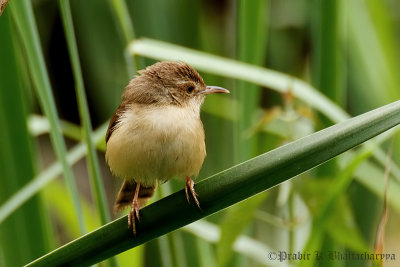 White-browed Prinia