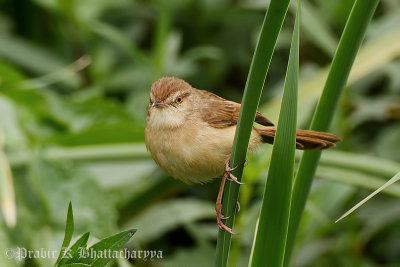 White-browed Prinia