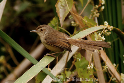 White-browed Prinia