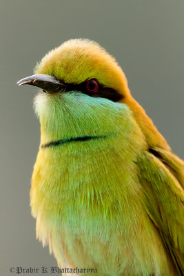 Green Bee-eater