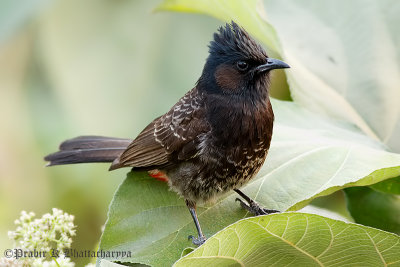 Red-vented Bulbul