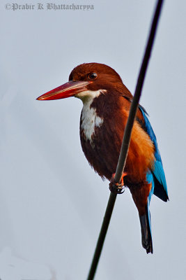 White-throated King Fisher