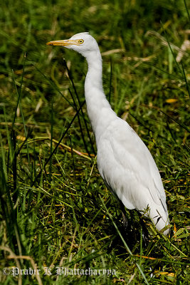 Cattle Egret