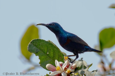 Purple Sunbird