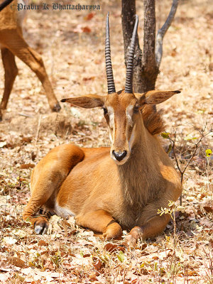Sable Antelope at Nsobe