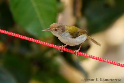 Common Tailorbird