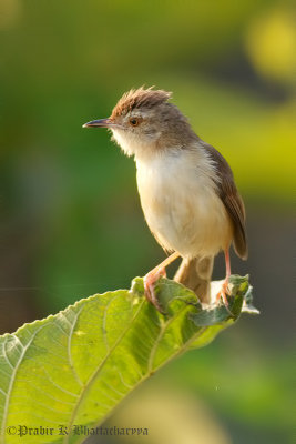 Plain Prinia