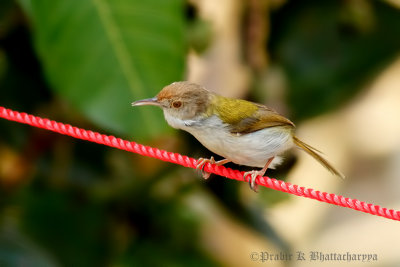 Common Tailorbird