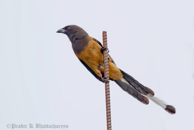 Rufous Treepie