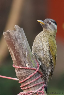 Streak-throated Woodpecker Female