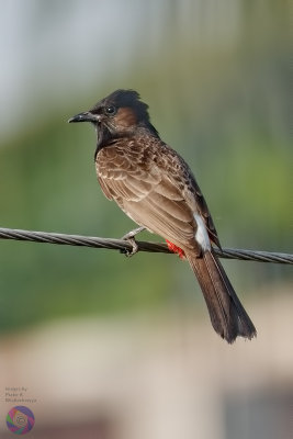 Red-vented Bulbul