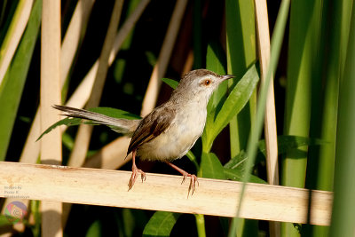 Plain Prinia