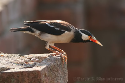 Pied Myna / Asian Pied Starling