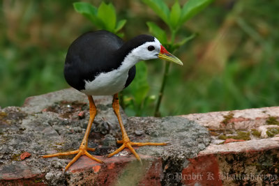 White-breasted Water Hen