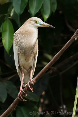 Indian Pond Heron