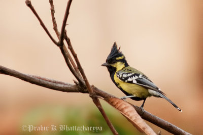 Indian Black-lored Tit