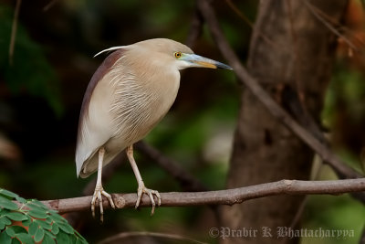 Indian Pond Heron