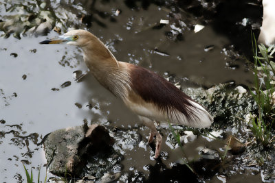 Indian Pond Heron