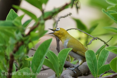 Oriental White-eye