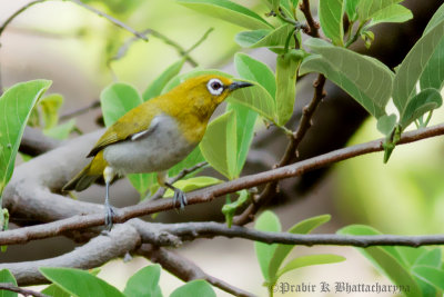 Oriental White-eye