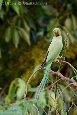Rose-ringed Parakeet (Male)
