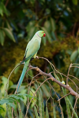 Rose-ringed Parakeet (Male)