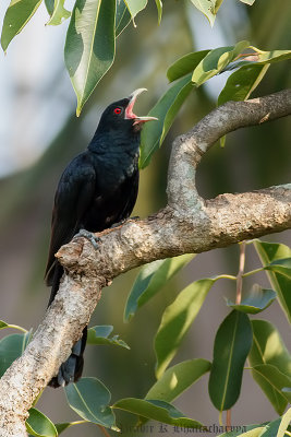 Asian Koel (Male)